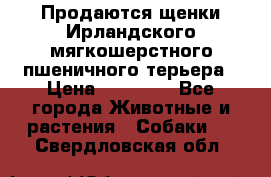 Продаются щенки Ирландского мягкошерстного пшеничного терьера › Цена ­ 30 000 - Все города Животные и растения » Собаки   . Свердловская обл.